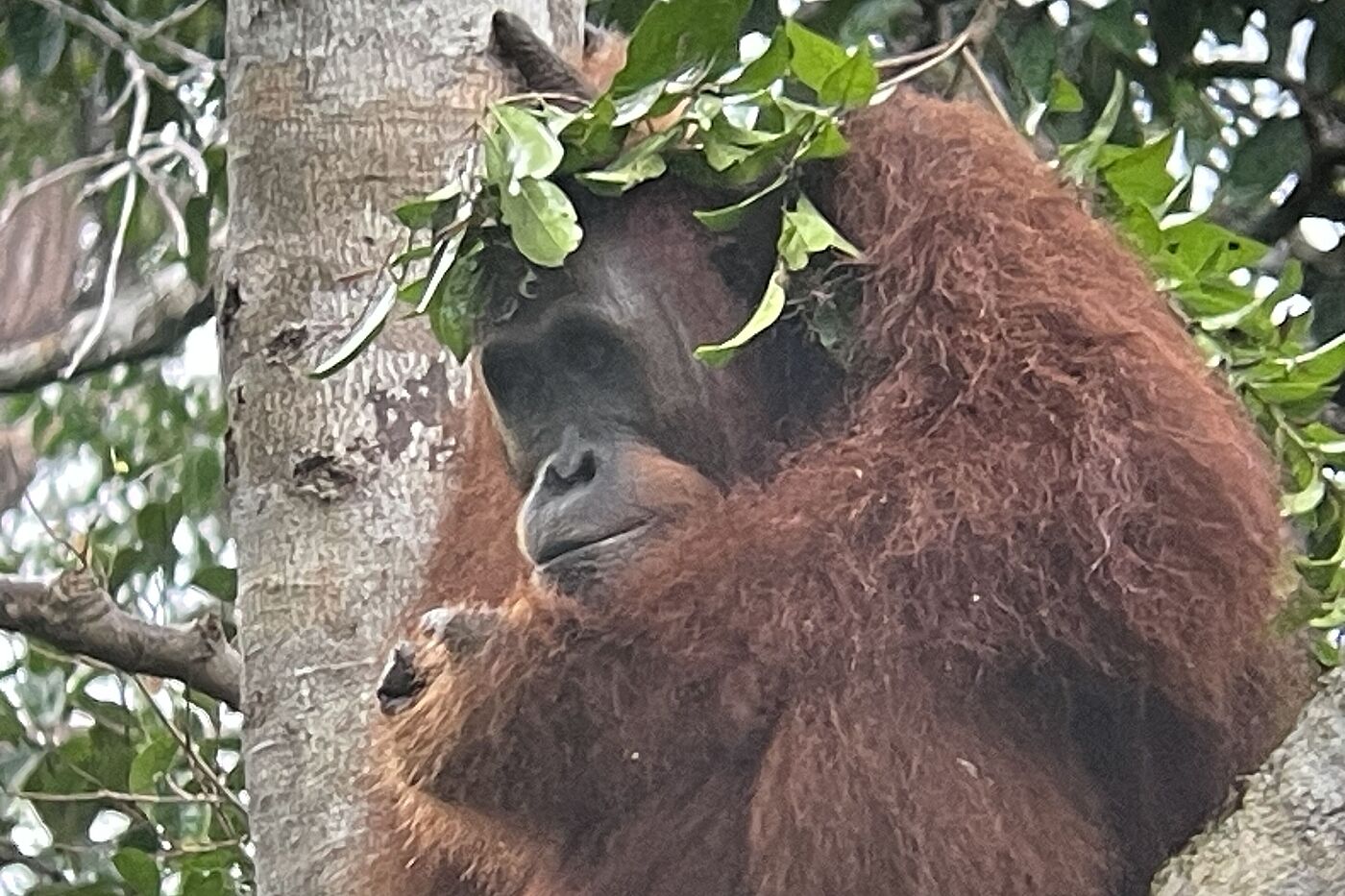 Orang-Utan auf Borneo