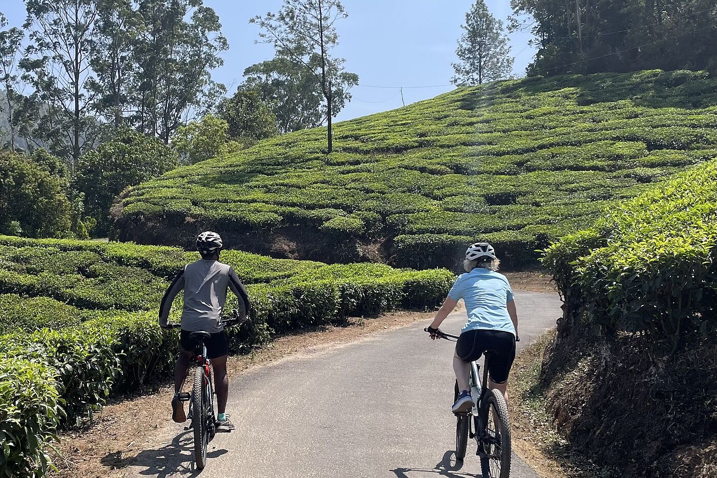 Teeplantagen in Indien